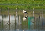 White Stork