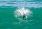 Dolphins in Wave 8