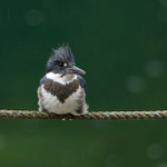 Frontal vieiw of a Belted Kingfisher (male) perched on a rope fence