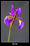 Iris