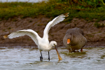 Spoonbill  &  Greylag
