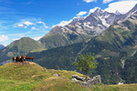 Alpine cattle