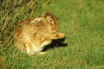 Brown Hare (1)