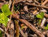 Adder