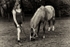 carolyn_014