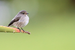African Dusky Flycatcher, Cape Town, South Africa
