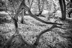 Tree Sculpture