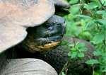 IMG_6770 Giant Tortoise