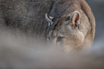 Puma Brissa close low angle shot, Torres del Paine, Chile
