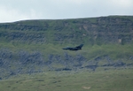 P1042