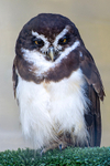Spectacled Owl - DSC_1169