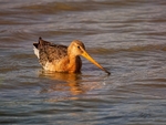Black-tailed Godwit