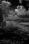 Pond Edge