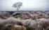 Beeley Moor Tree Frost 4