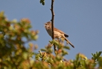 Common Whitethroat