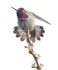 Annas Hummingbird male