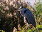Grey Heron