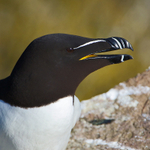 Razorbill close-up