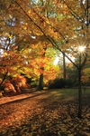 Autumn Shadows