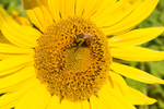 Sunflower Bee 9