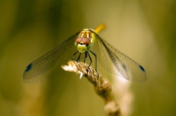 Common Darter - Sympetrum striolatum