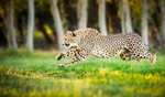 Launching (Cheetah)