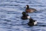 Scaup (female) & Tufted Ducks (males), Farmoor Reservoir, Oxfordshire