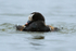 Long-tailed Duck (male) bathing, Iceland