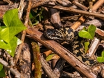 Adder