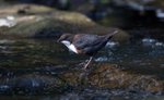 Dipper - Cinclus cincl...