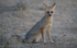 Cape Fox