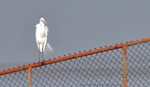 FLB017: Great egret