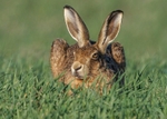 Hares portfolio