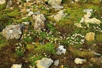 Mountain avens 7508