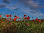 Poppies