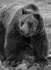 Grizzly