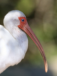 White Ibis close side profile, Gatorland, Orlando, Florida