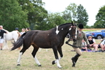 WJ6_6225