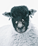 Herdwick Lamb 271962