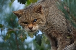 Scottish Wildcat