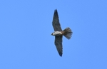 Hobby