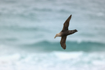 Southern Giant Petrel, Sauunders Island, Falklands
