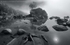 Bonsai in BW
