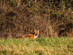 Red Fox