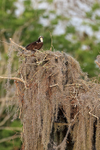 Osprey nest, Blue Cypress Lake, Florida
