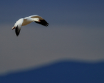 Adult Snow Goose, Bosque del Apache, New Mexico