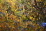 Autumn Colour