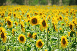 Sunflower Field