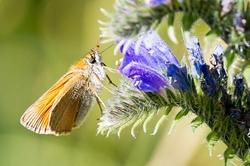 Small Skipper