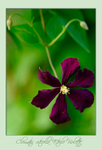 Clematis viticella 'Etoile Violette'
